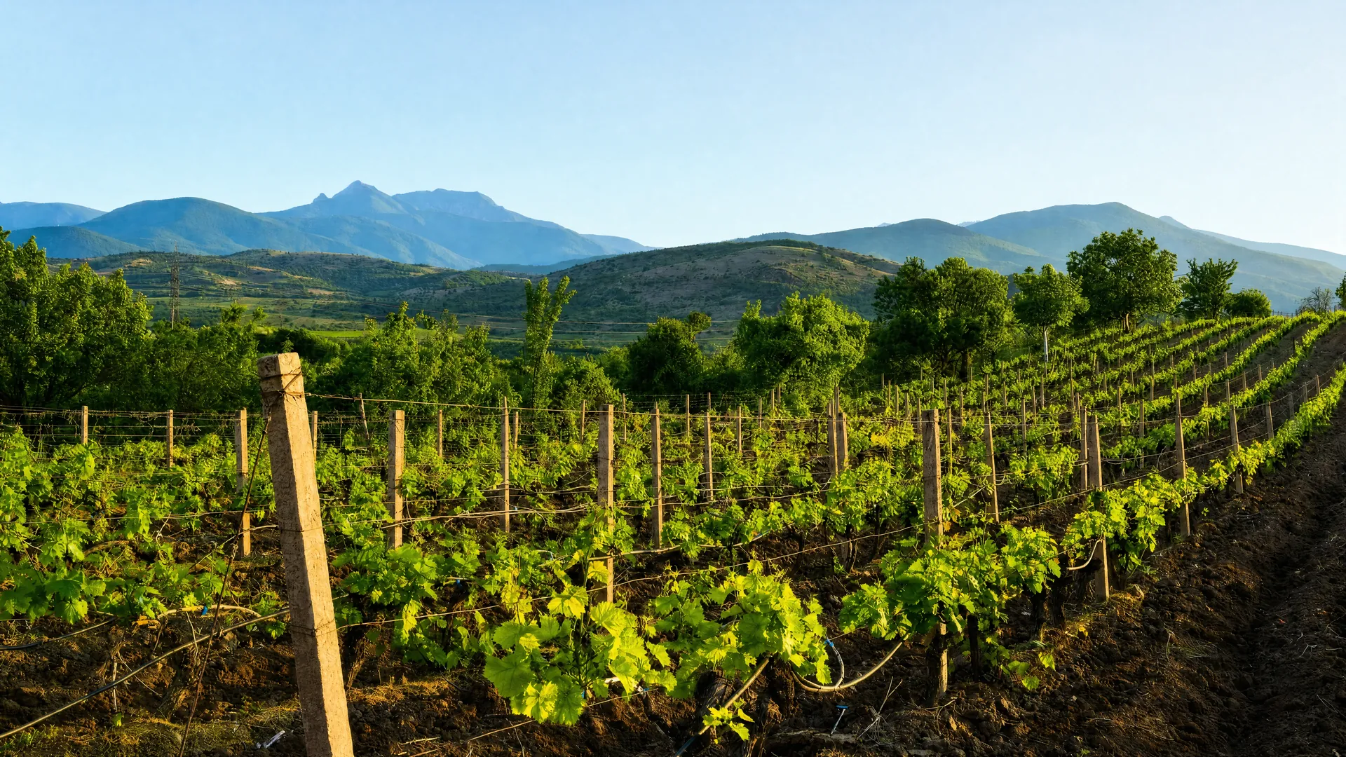 Tikves Wine Country: Tastings, Cellars and Harvest